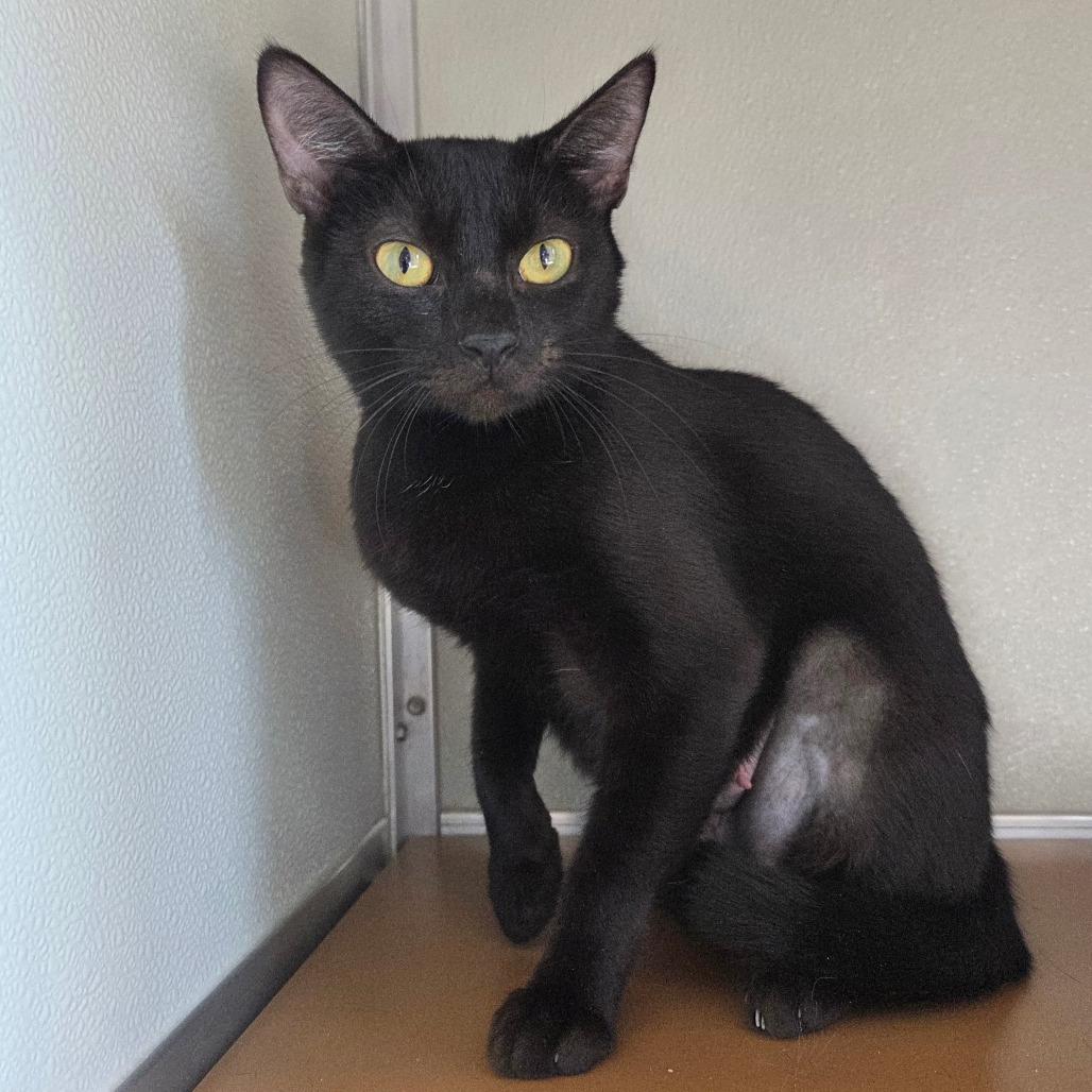 Enlarge Lottie, a Adoptable Domestic Short Hair in Chattanooga, TN image 1/5