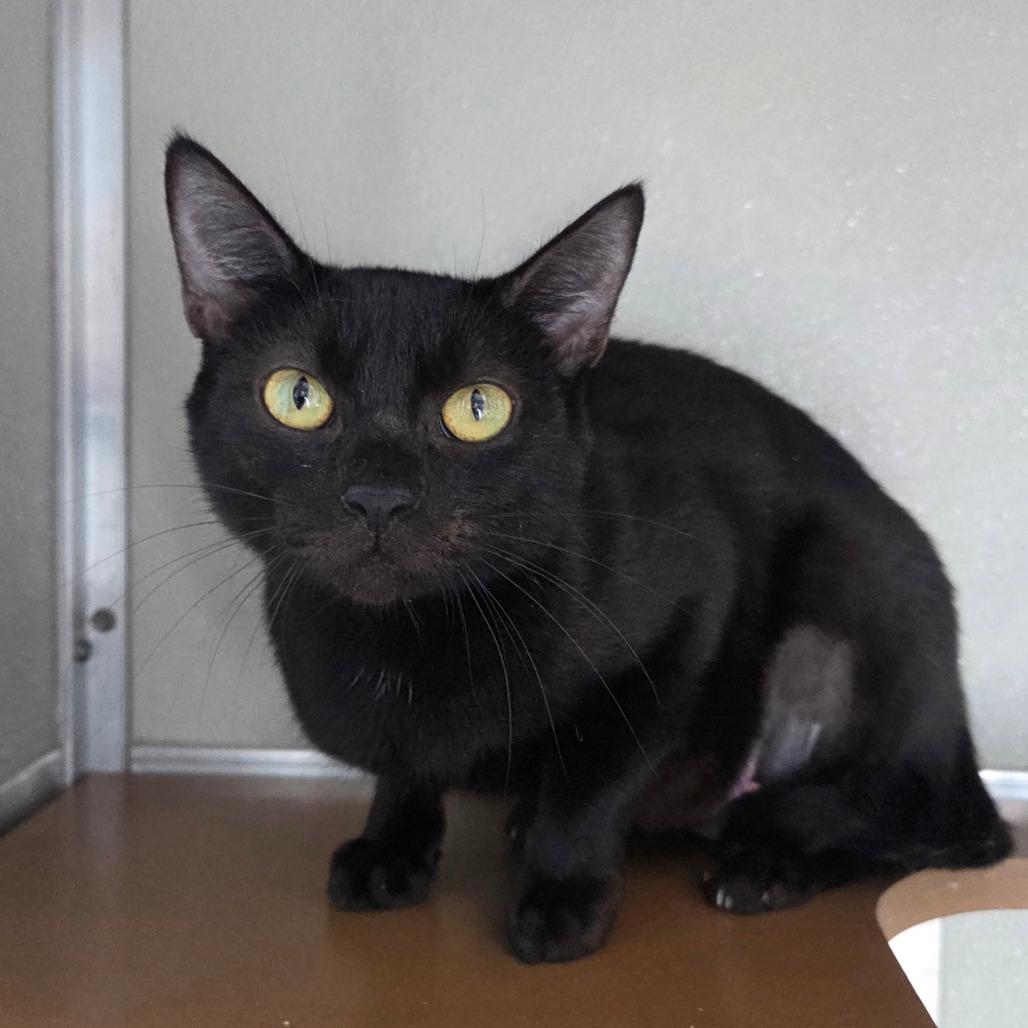 Enlarge Lottie, a Adoptable Domestic Short Hair in Chattanooga, TN image 2/5