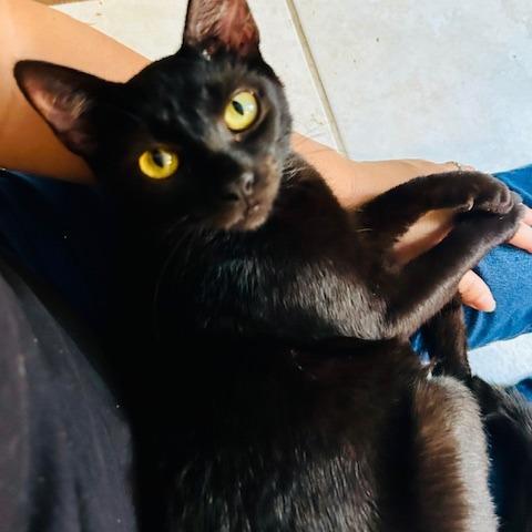 Enlarge Lottie, a Adoptable Domestic Short Hair in Chattanooga, TN image 3/5