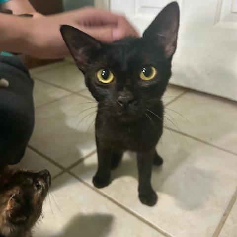 Enlarge Lottie, a Adoptable Domestic Short Hair in Chattanooga, TN image 4/5