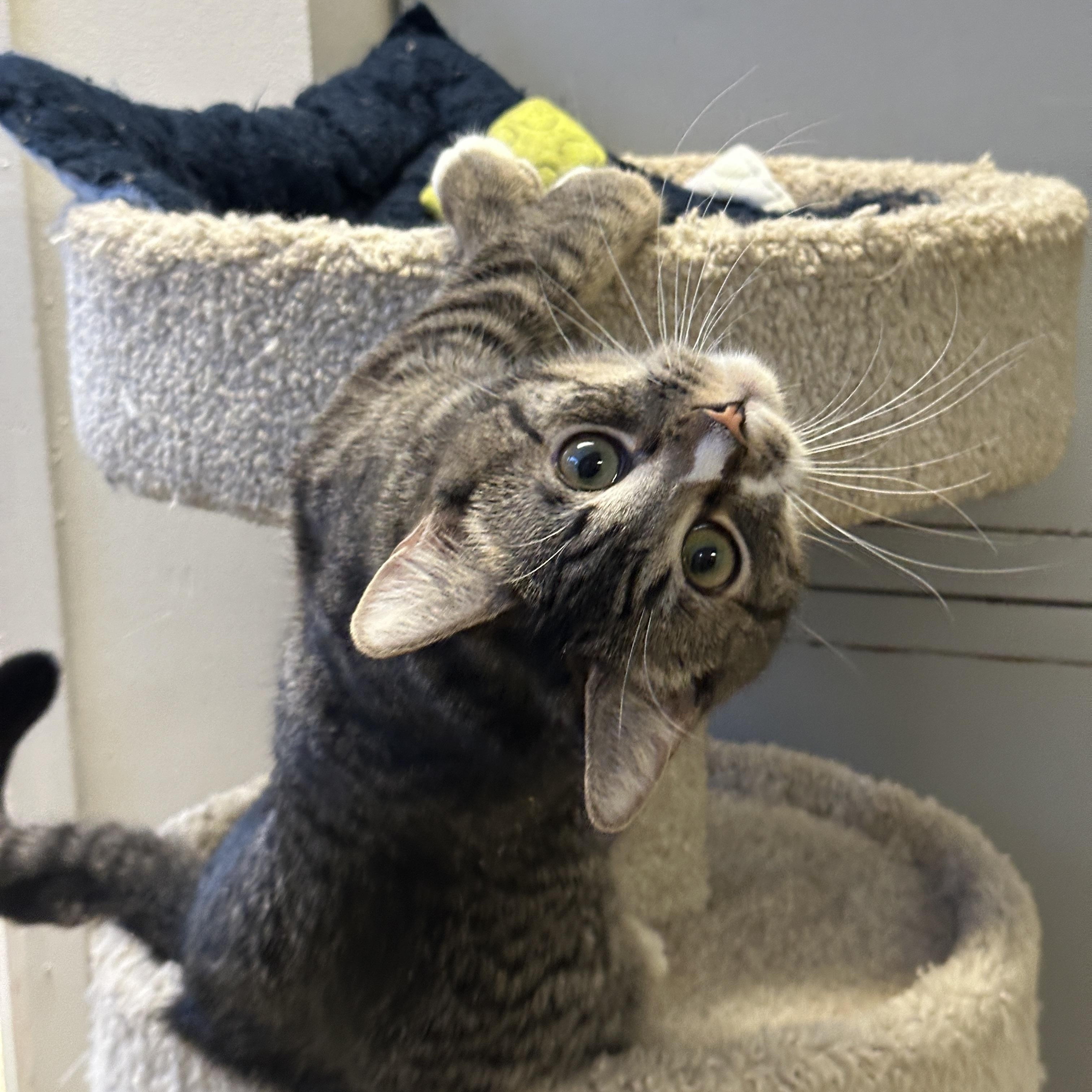 Enlarge Hercules, a Adoptable mixed breed in Anchorage, AK image 3/5