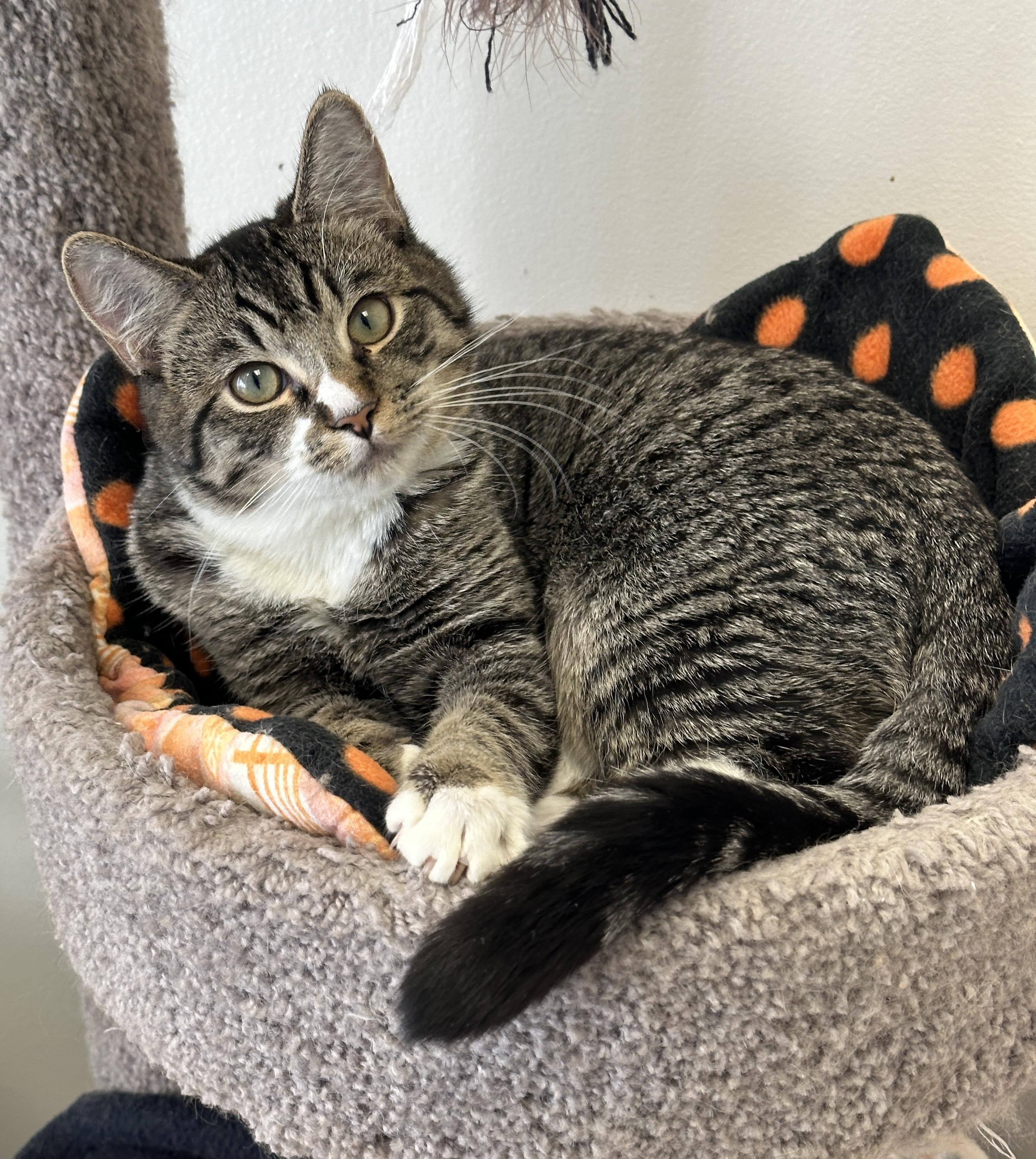 Hercules, Momma Lyra, Marcel & Marie, Adoptable, Young Male Domestic Short Hair.