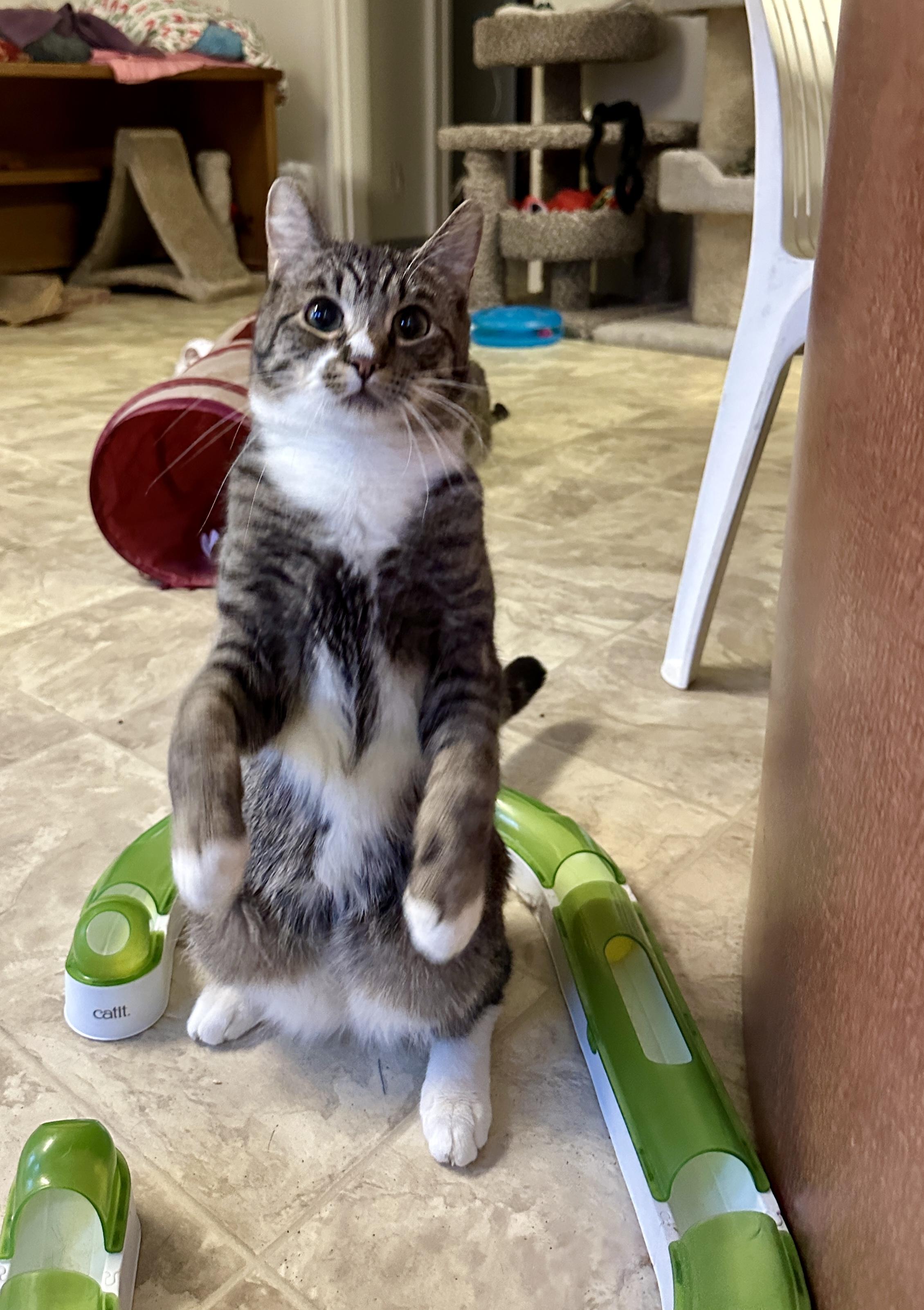 Enlarge Hercules, a Adoptable mixed breed in Anchorage, AK image 5/5