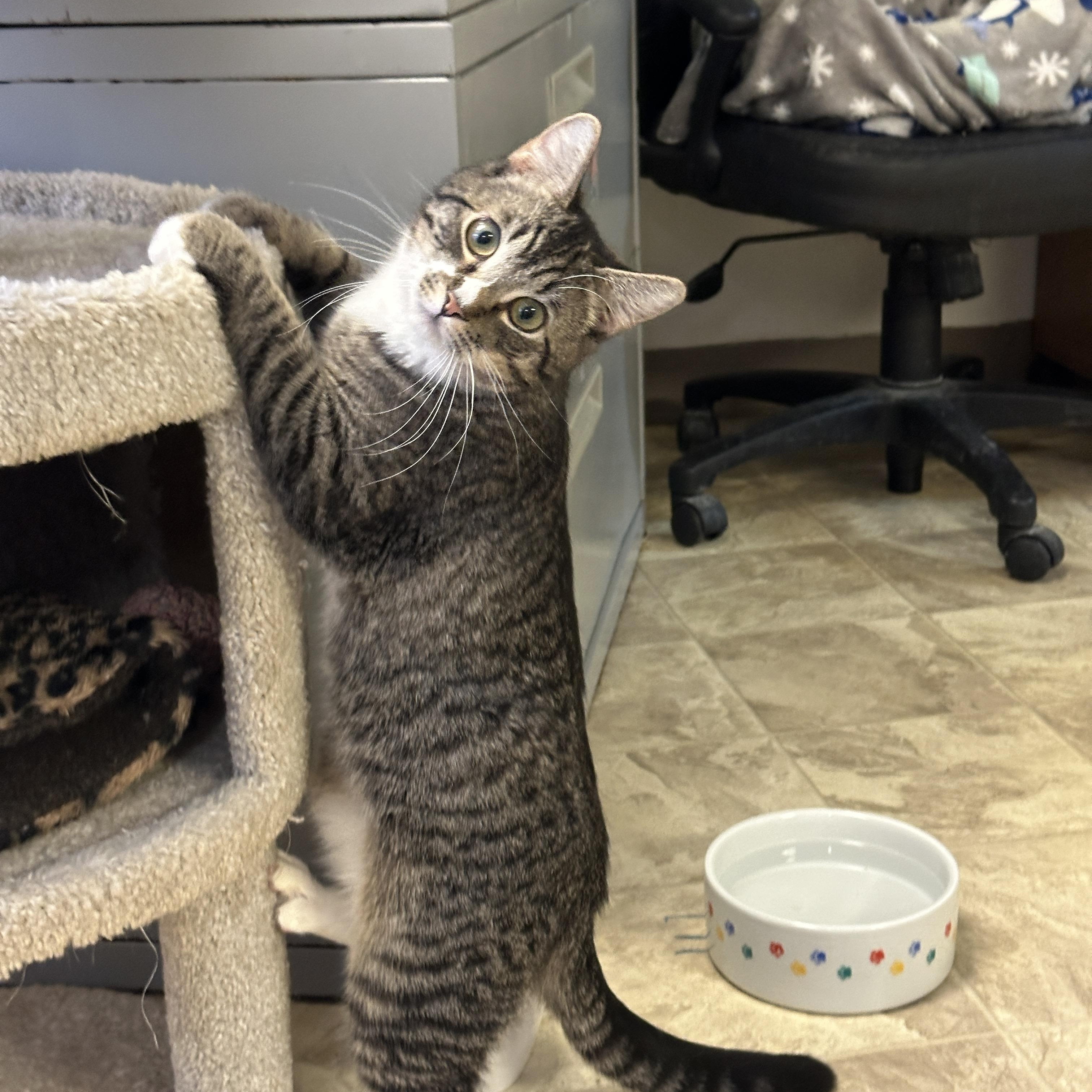 Enlarge Hercules, a Adoptable mixed breed in Anchorage, AK image 4/5