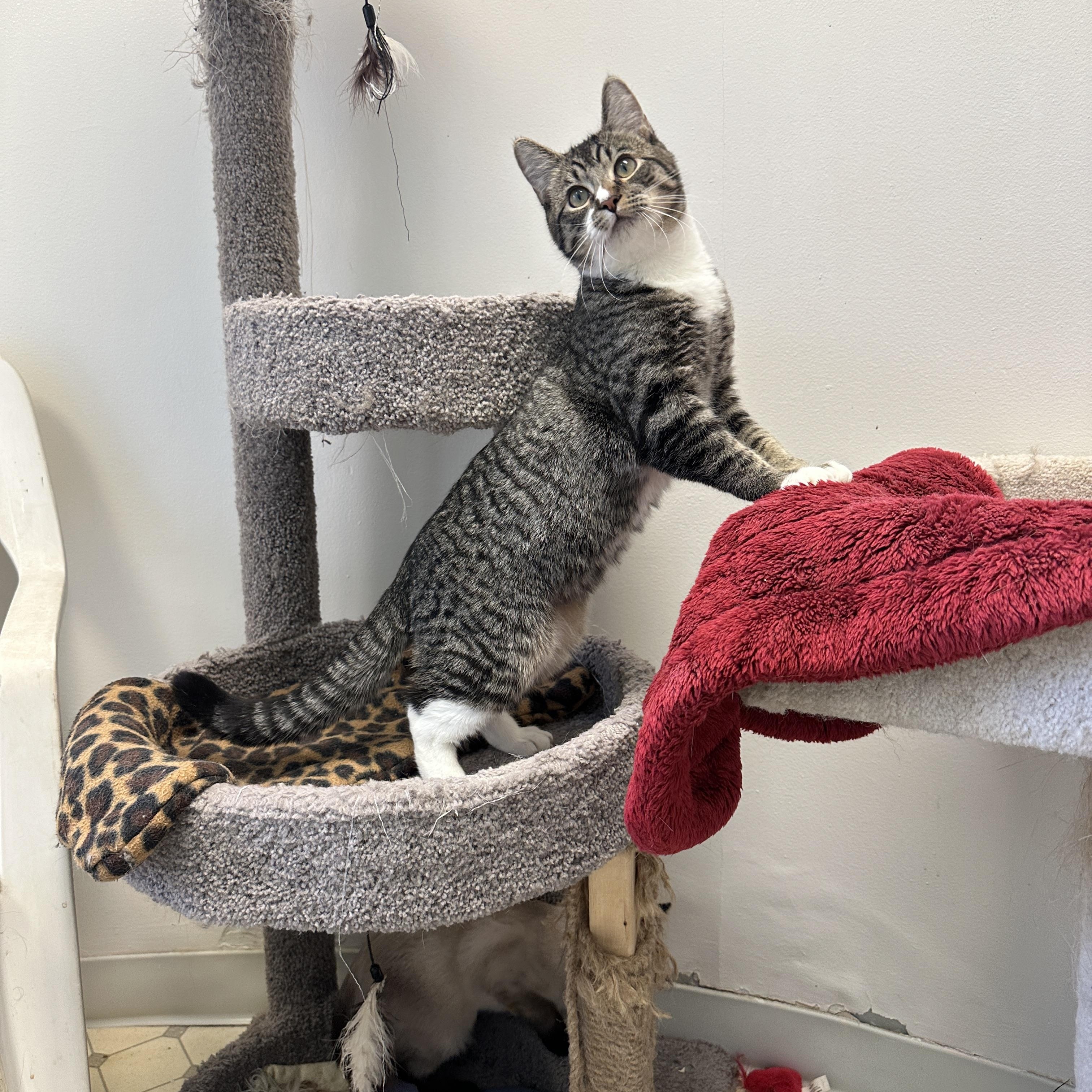 Enlarge Hercules, Momma Lyra, Marcel & Marie, a Adoptable mixed breed in Anchorage, AK image 4/6