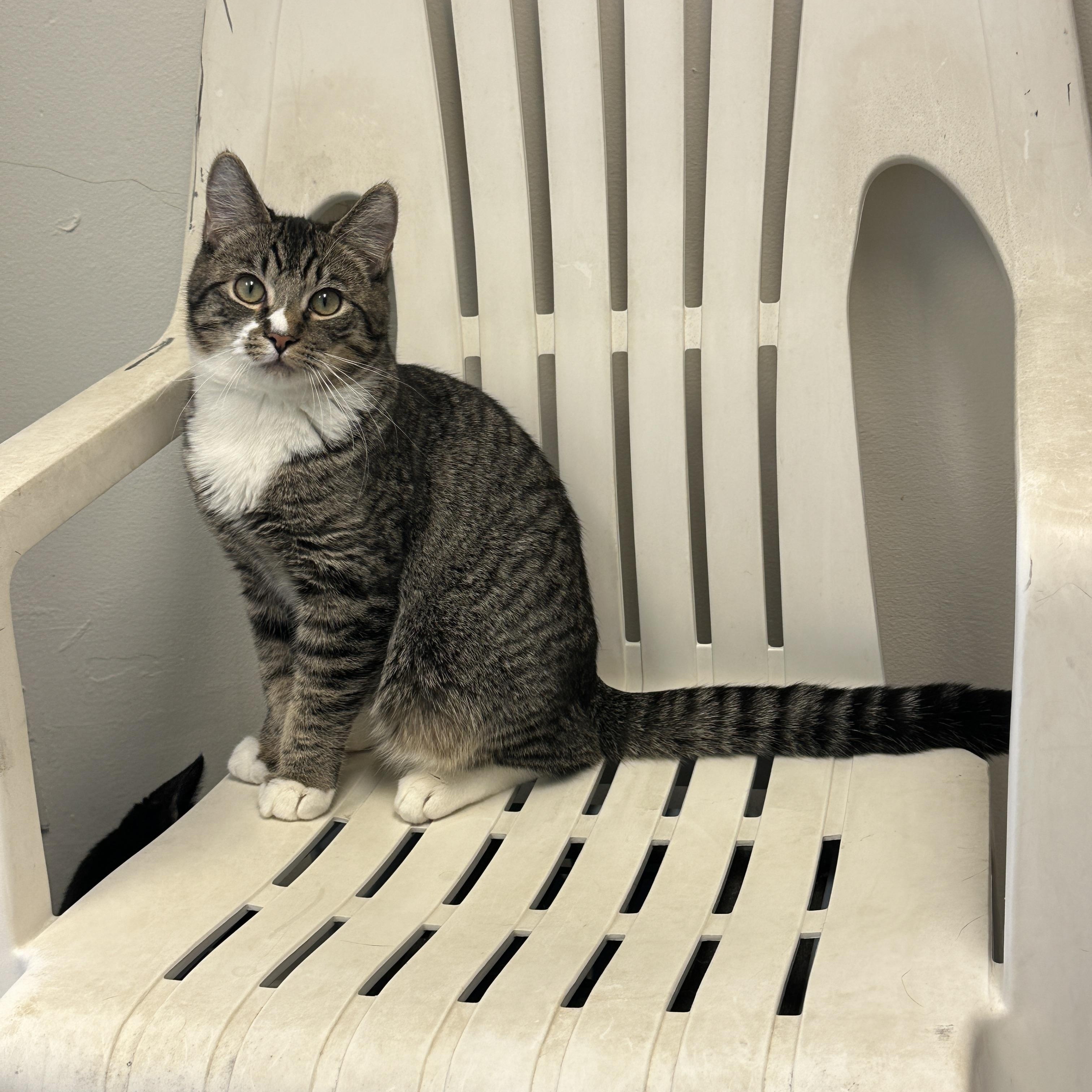 Enlarge Hercules, Momma Lyra, Marcel & Marie, a Adoptable mixed breed in Anchorage, AK image 6/6