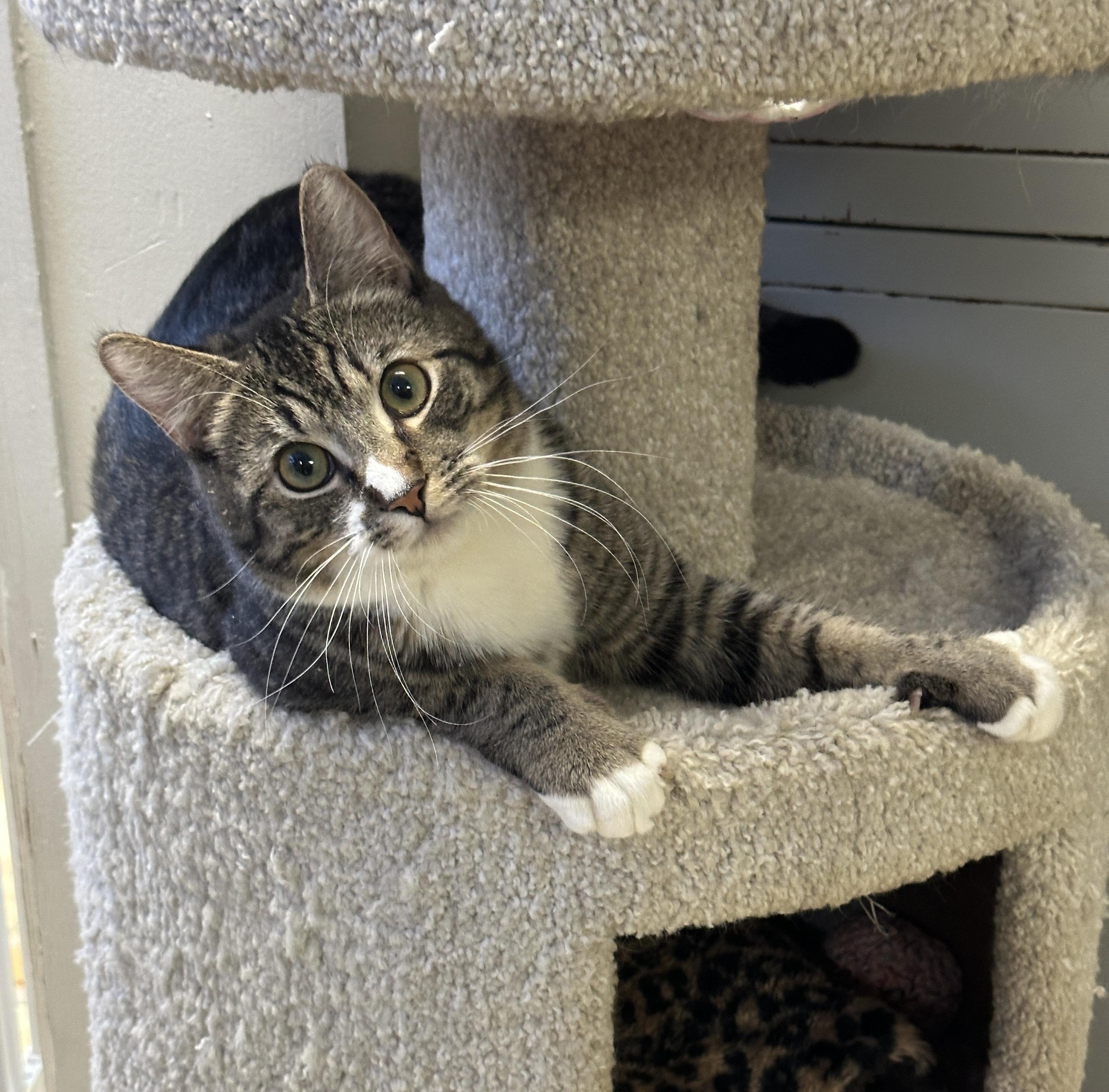 Enlarge Hercules, a Adoptable mixed breed in Anchorage, AK image 1/5