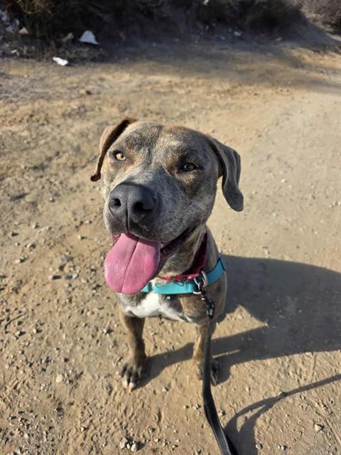 LOKI, Adoptable, Young Male Pit Bull Terrier.