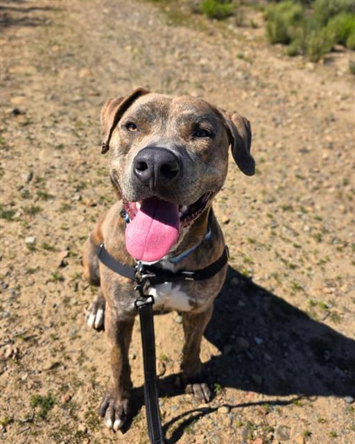 LOKI, Adoptable, Young Male Pit Bull Terrier.