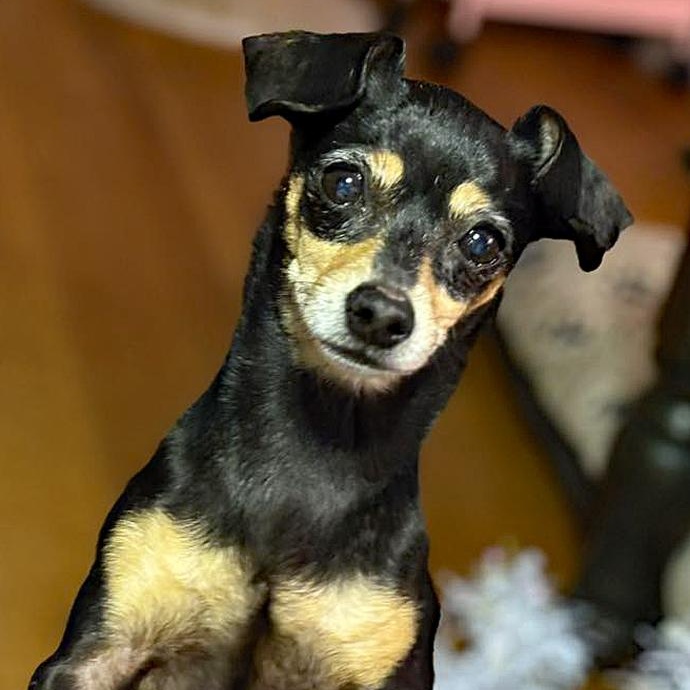 Enlarge Scarlett, a Adoptable mixed breed in Oklahoma City, OK image 3/3