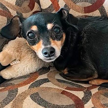 Scarlett, Adoptable, Adult Female Chihuahua & Miniature Pinscher.