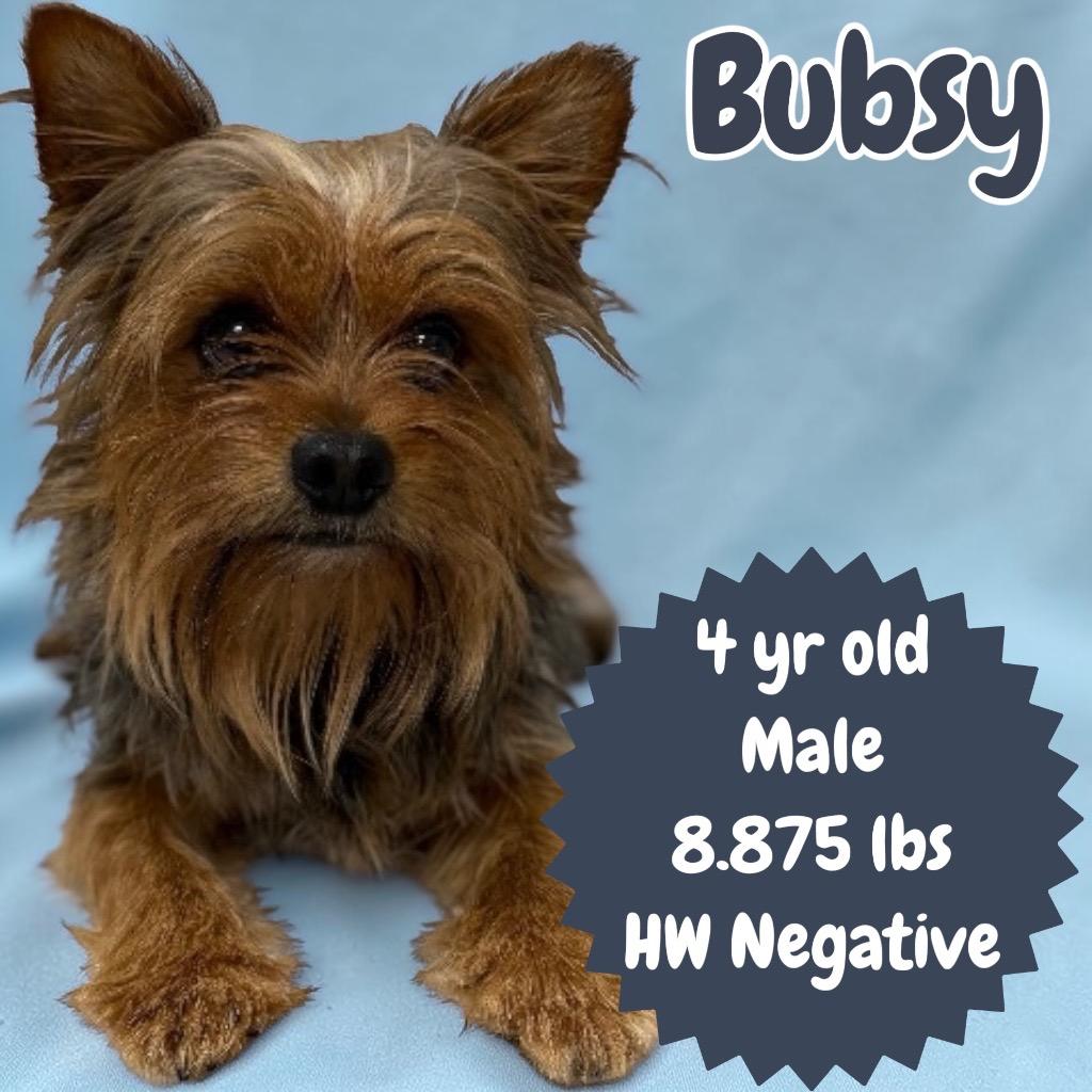 Enlarge Bubsy, a Adopted Yorkshire Terrier in Sorrento, LA image 2/2