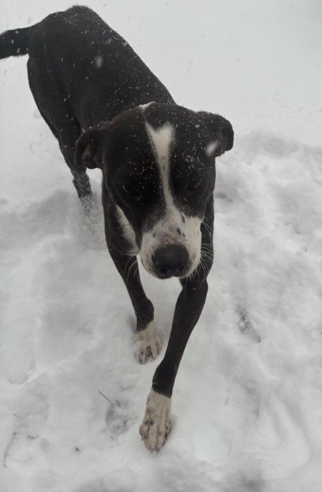 Rudy, Adoptable, Young Male American Staffordshire Terrier.