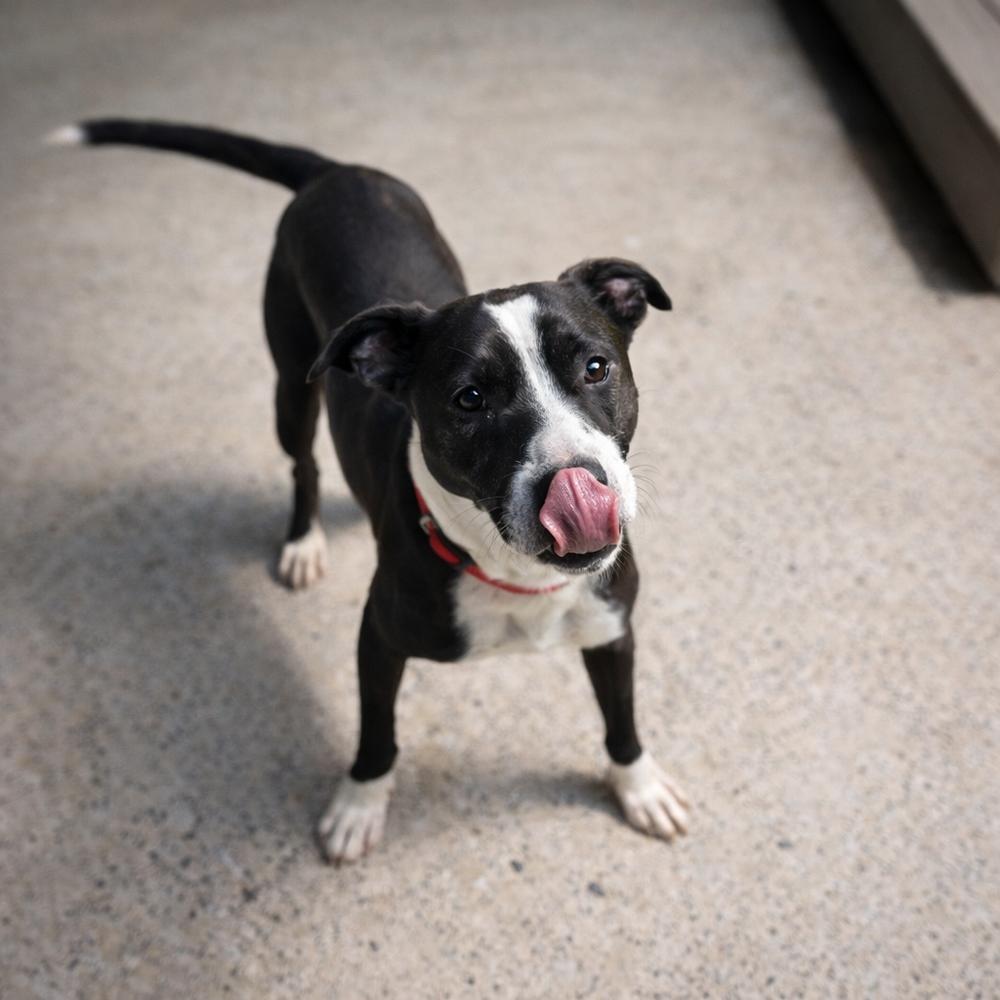 Rudy, Adoptable, Young Male American Staffordshire Terrier.