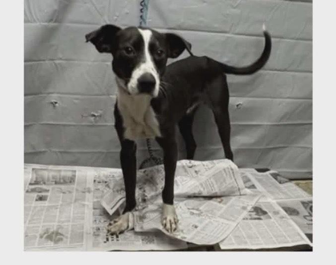 Rudy, Adoptable, Young Male Border Collie & Terrier.