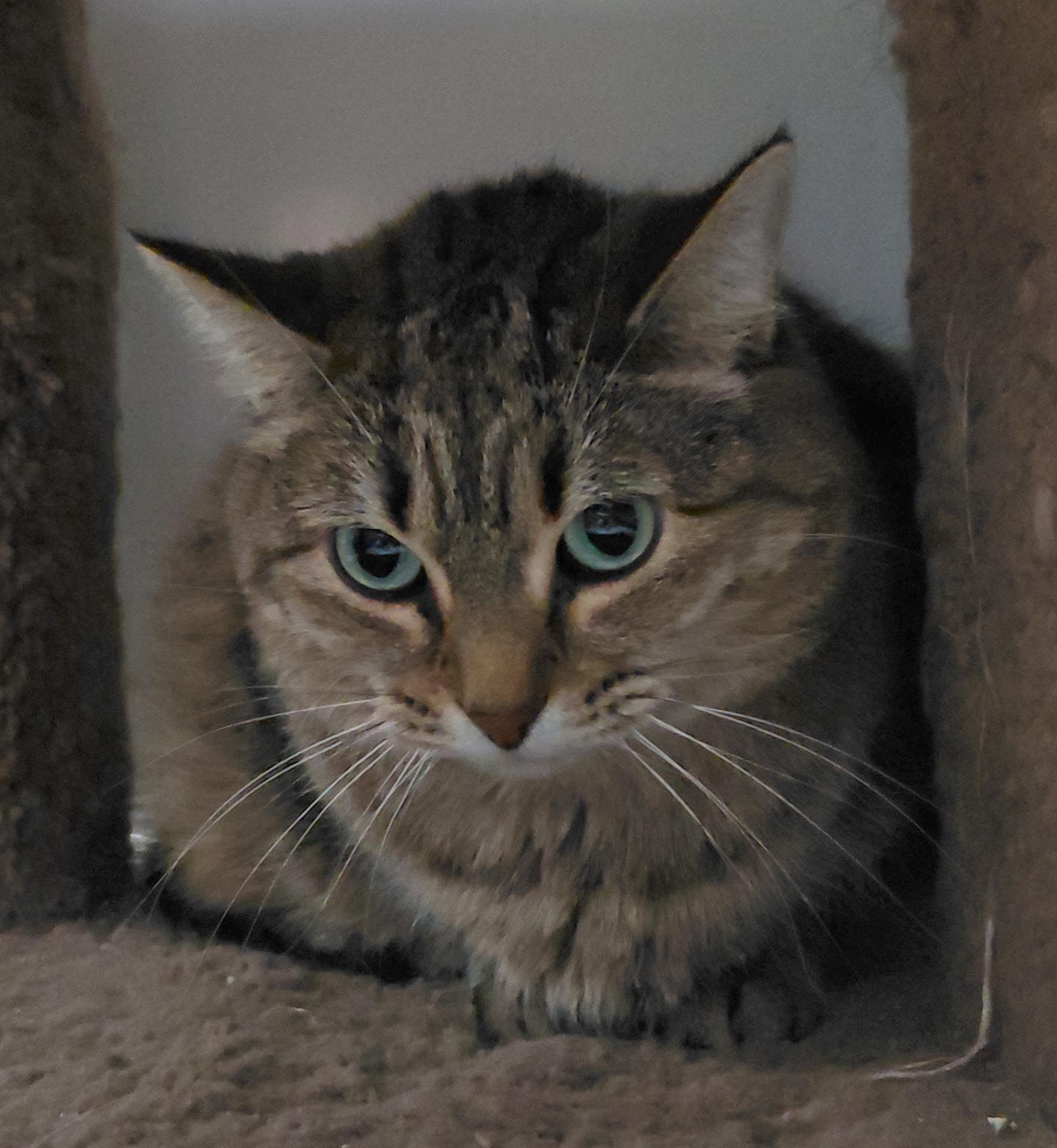Miranda, Adoptable, Adult Female Tabby.