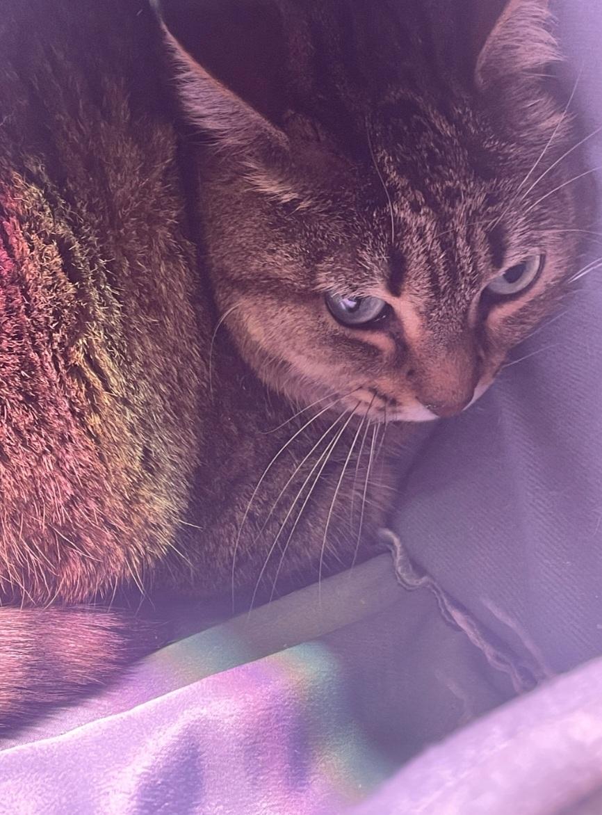 Miranda, ADOPTABLE, Adult Female Tabby.