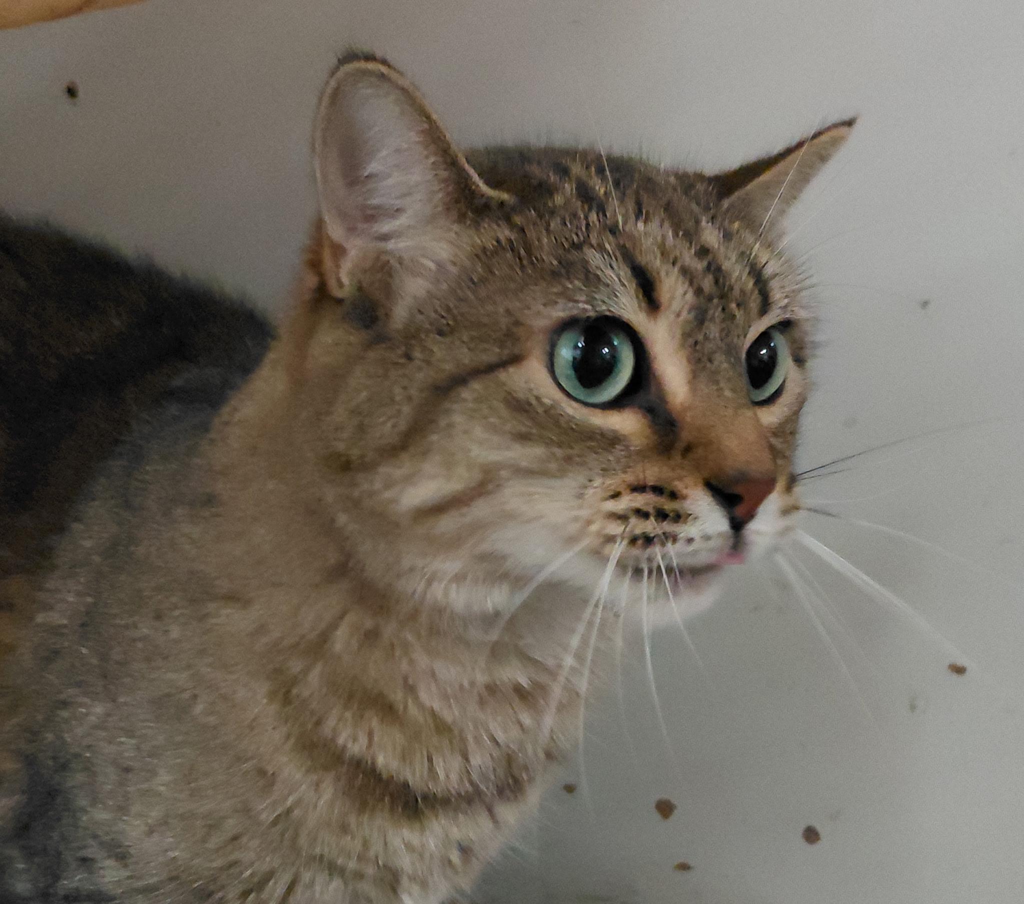 Enlarge Miranda, a Adoptable Tabby in Billings, MT image 3/3