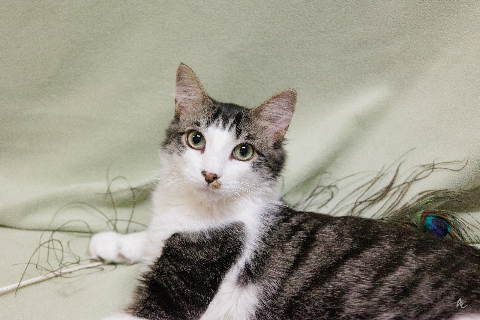 Enlarge Diesel, a Adoptable Domestic Short Hair in Cary, NC image 1/3