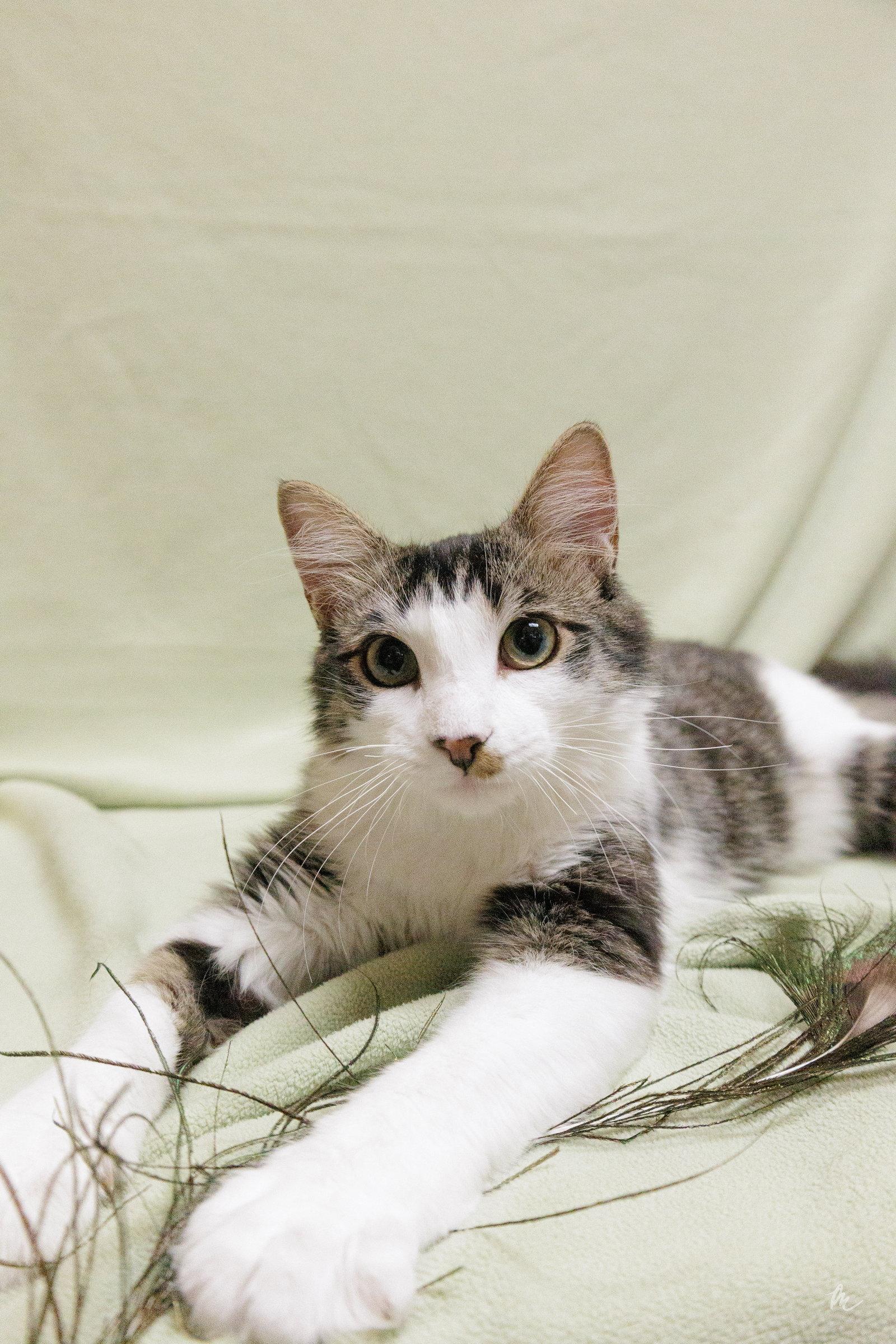Enlarge Diesel, a Adoptable Domestic Short Hair in Cary, NC image 2/3