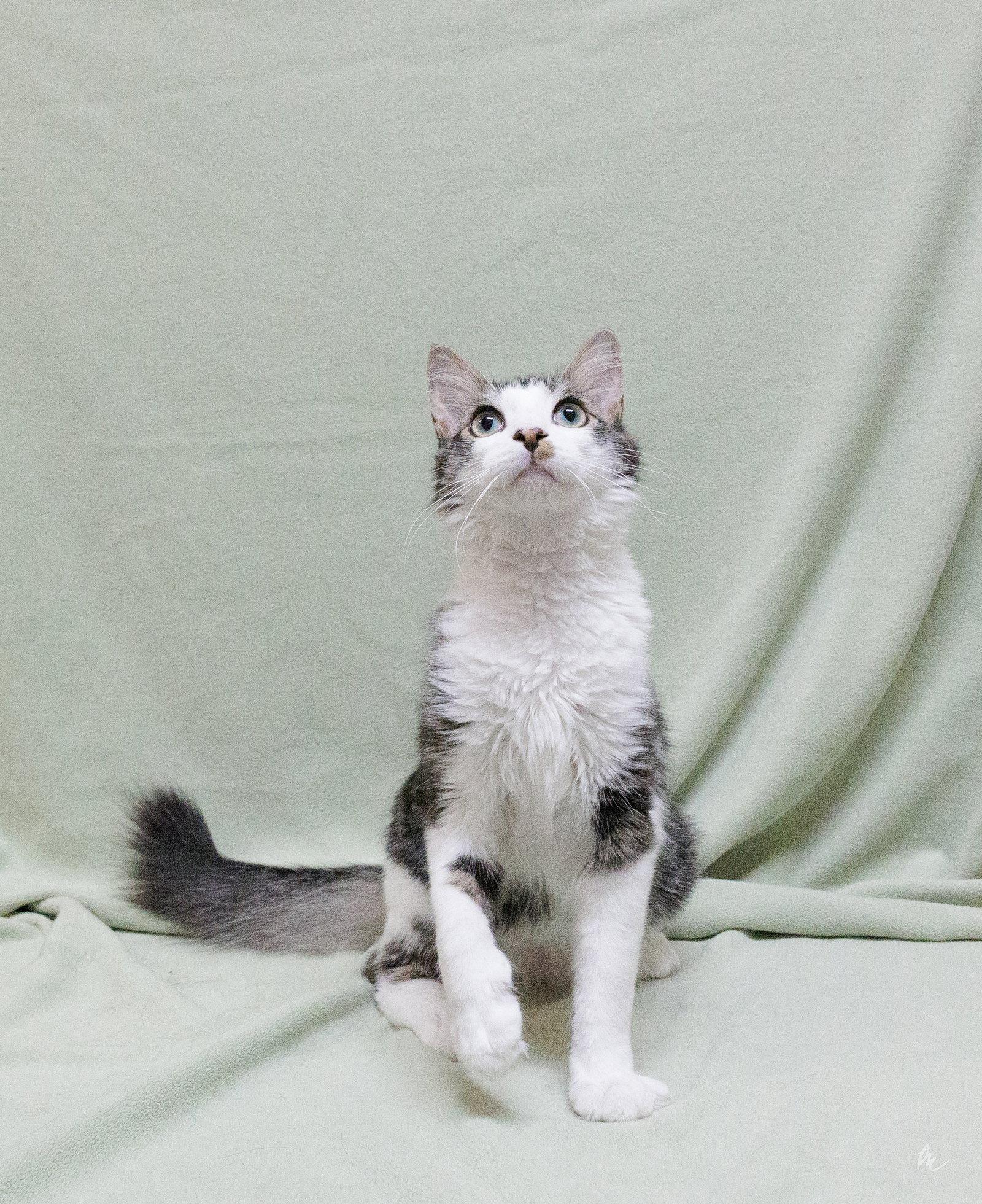 Enlarge Diesel, a Adoptable Domestic Short Hair in Cary, NC image 3/3