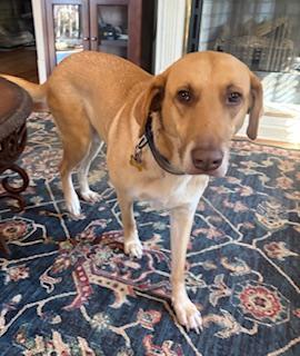 Lily Belle thumbnail 2