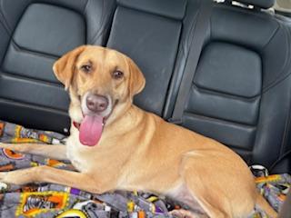 Lily Belle thumbnail 5