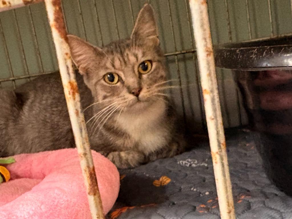 Buggy, Adoptable, Young Female Domestic Short Hair.