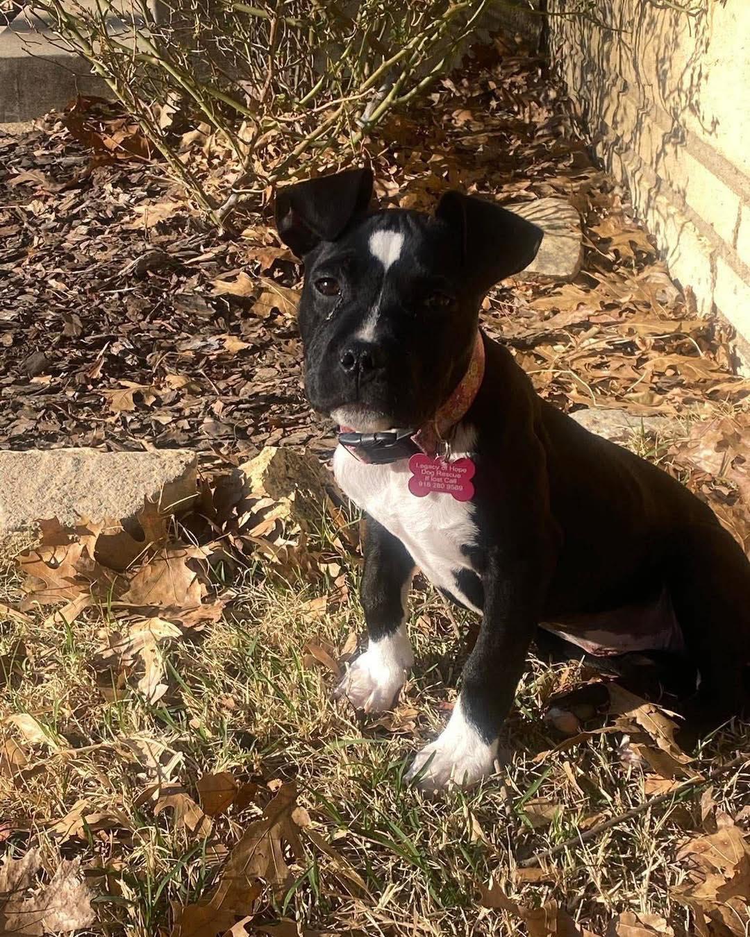 Effie, ADOPTABLE, Puppy Female Pit Bull Terrier.