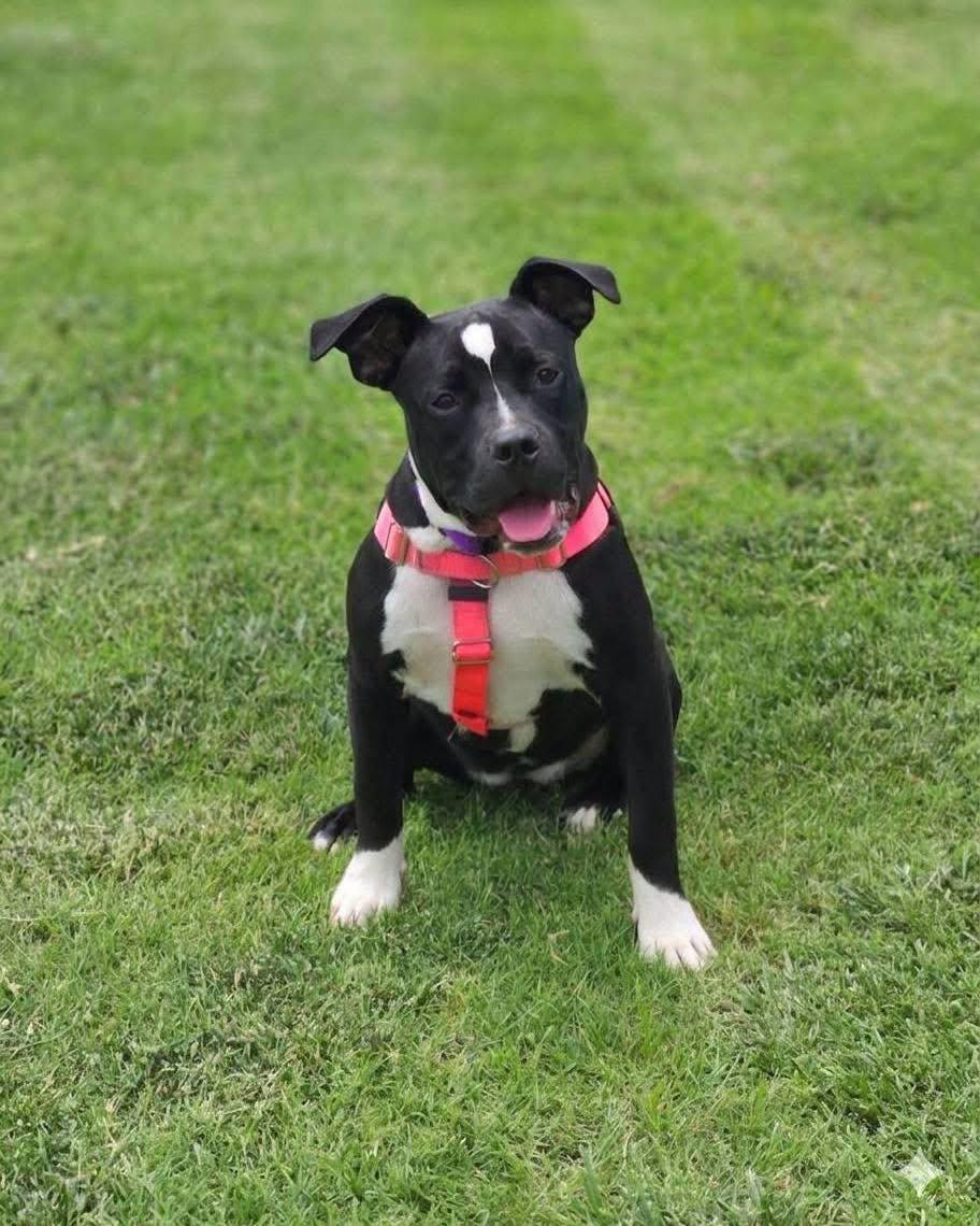 Effie, ADOPTABLE, Puppy Female Pit Bull Terrier.