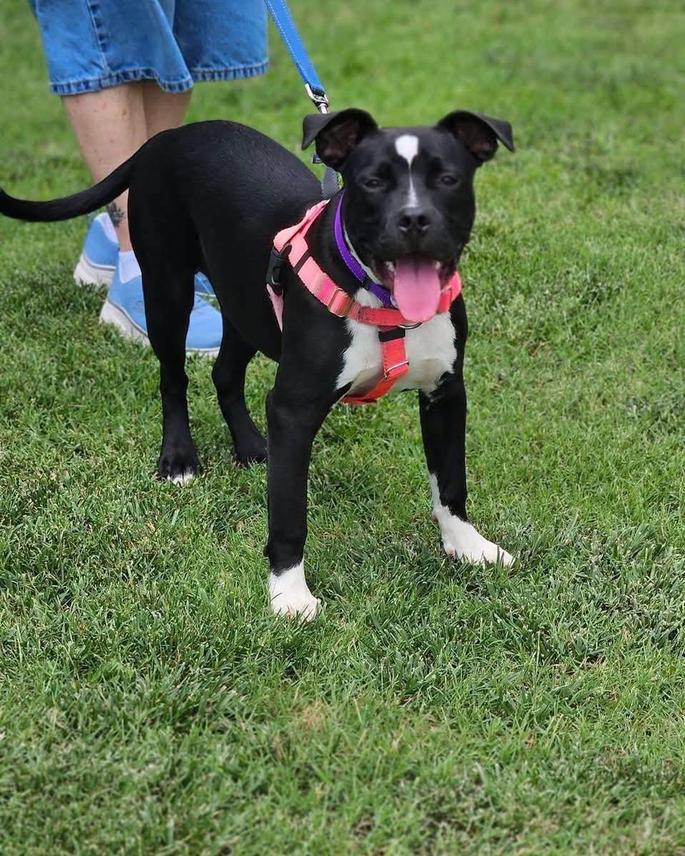 Enlarge Effie, a ADOPTABLE mixed breed in Broken Arrow, OK image 2/4