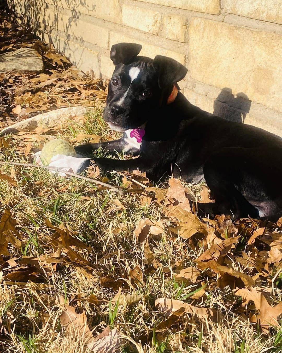 Enlarge Effie, a ADOPTABLE mixed breed in Broken Arrow, OK image 2/4