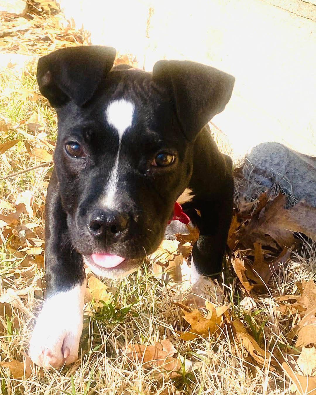 Enlarge Effie, a ADOPTABLE mixed breed in Broken Arrow, OK image 3/4