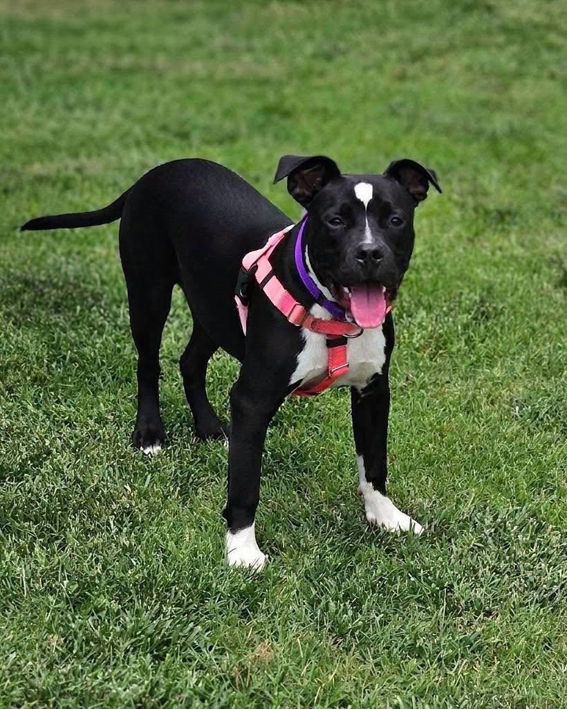 Enlarge Effie, a ADOPTABLE mixed breed in Broken Arrow, OK image 3/4