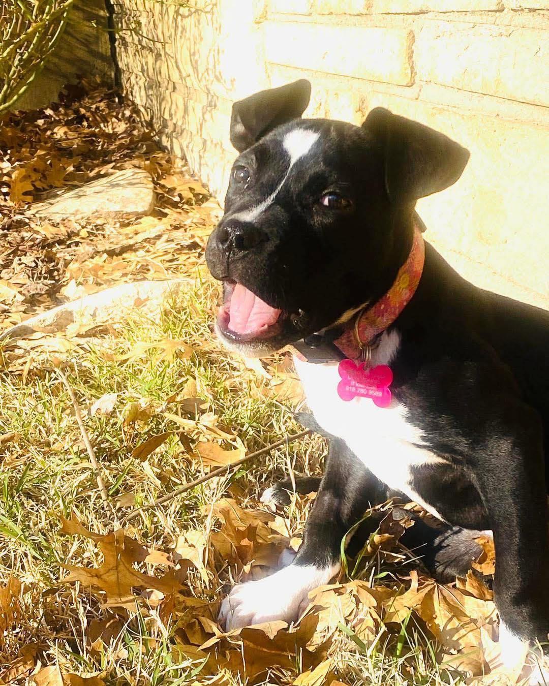 Enlarge Effie, a ADOPTABLE mixed breed in Broken Arrow, OK image 4/4