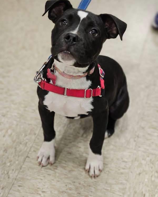 Enlarge Effie, a ADOPTABLE mixed breed in Broken Arrow, OK image 4/4