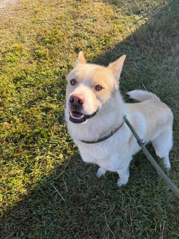 Enlarge Yeti, a Adoptable mixed breed in Burgaw, NC image 1/2