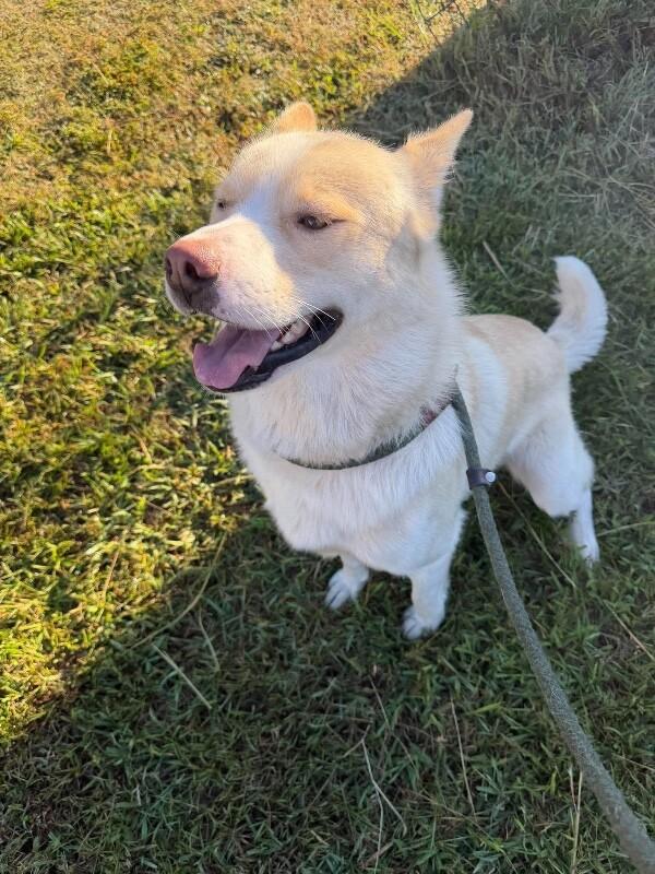 Enlarge Yeti, a Adoptable mixed breed in Burgaw, NC image 2/2
