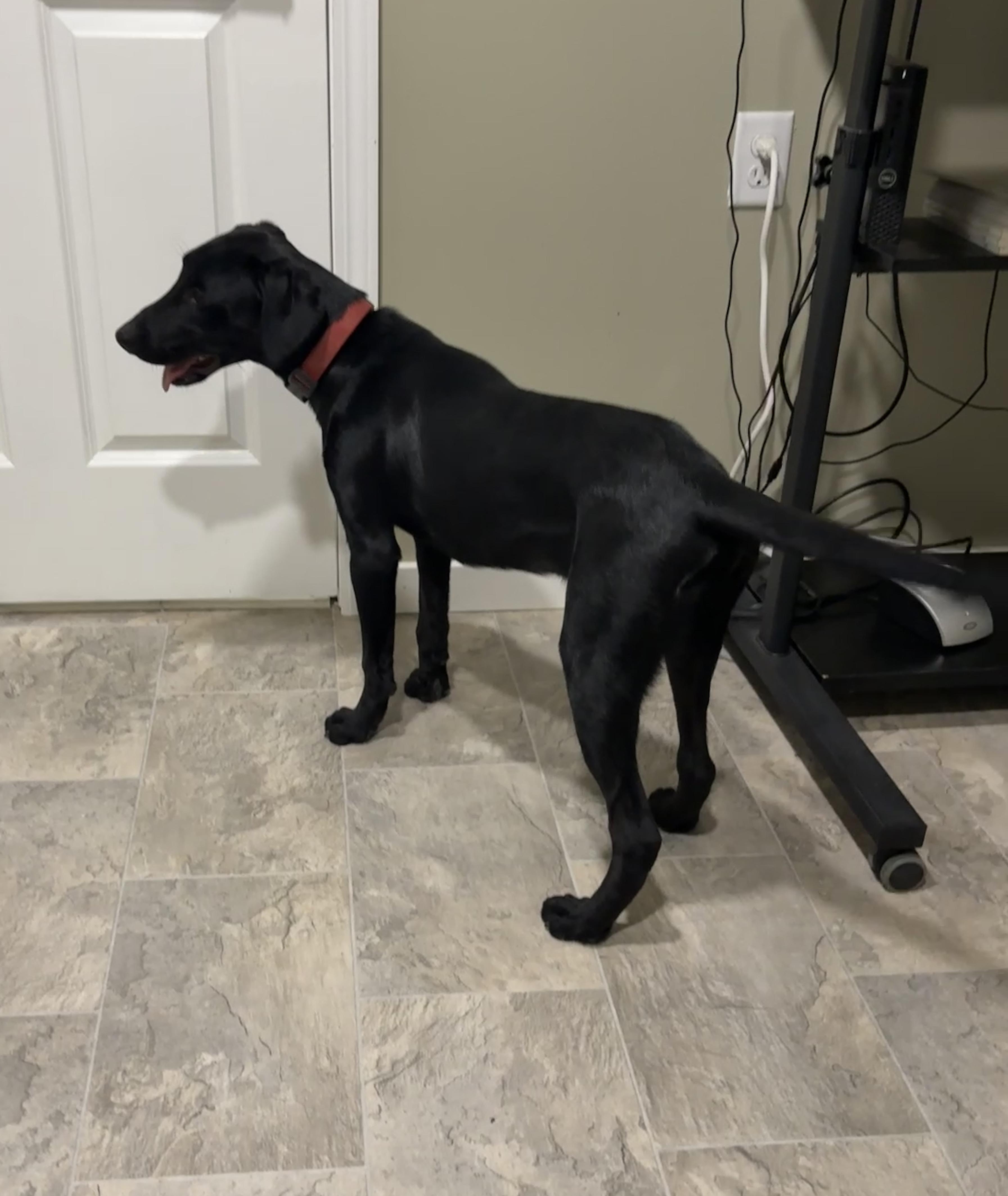 Enlarge Will, a Adopted mixed breed in Grant, NE image 6/6