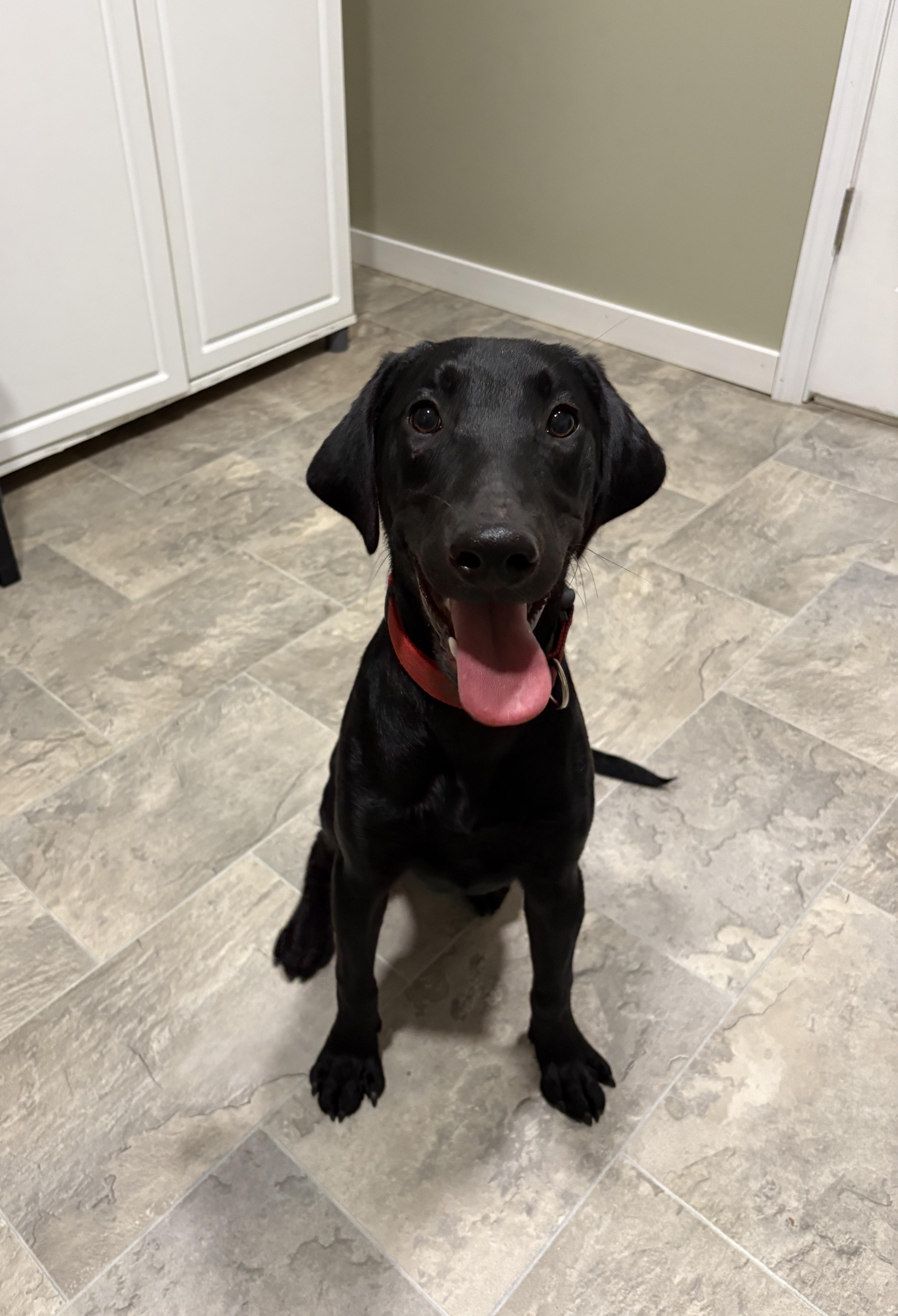 Will, Adopted, Young Male Black Labrador Retriever.