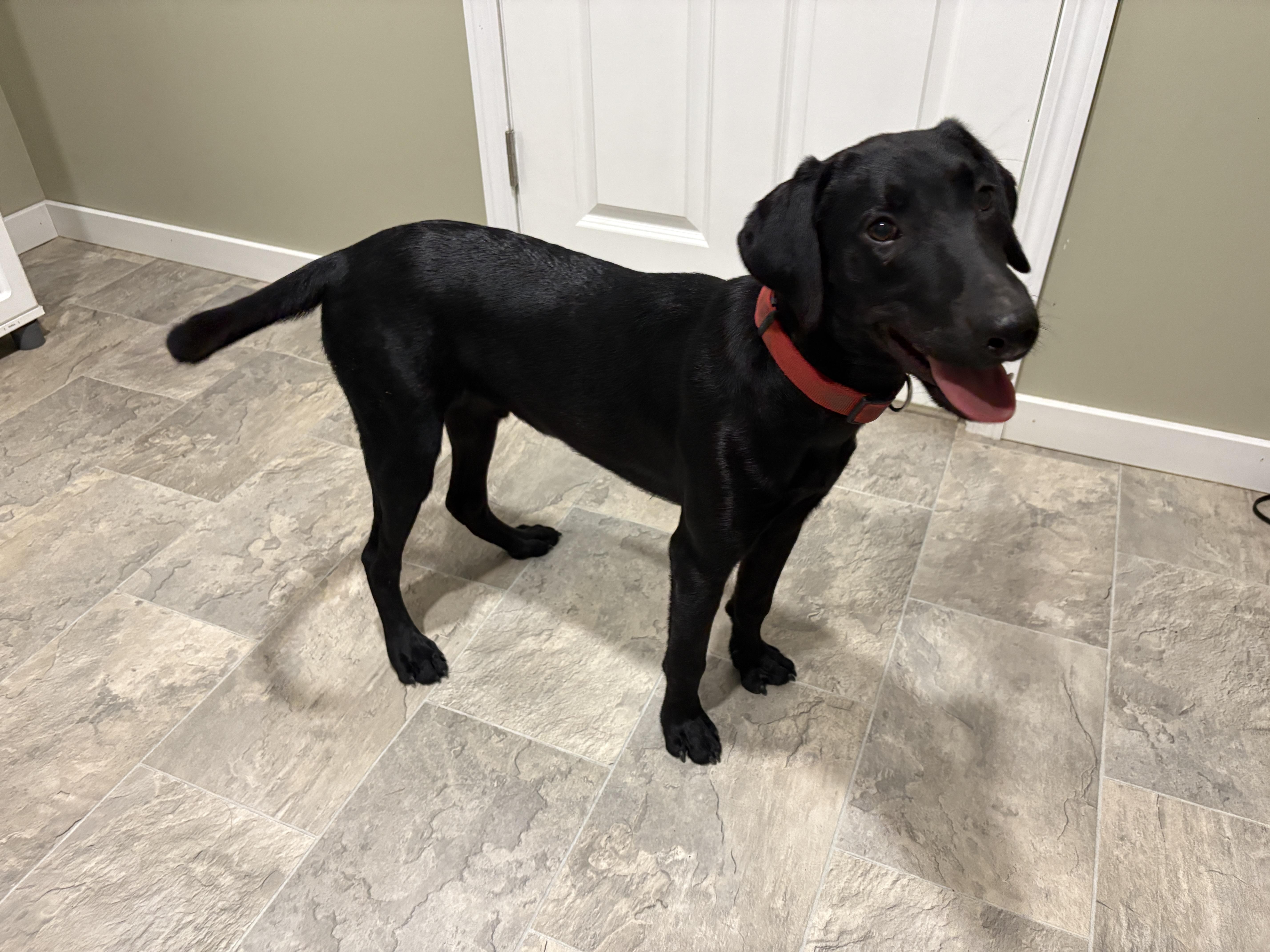 Enlarge Will, a Adopted mixed breed in Grant, NE image 4/6