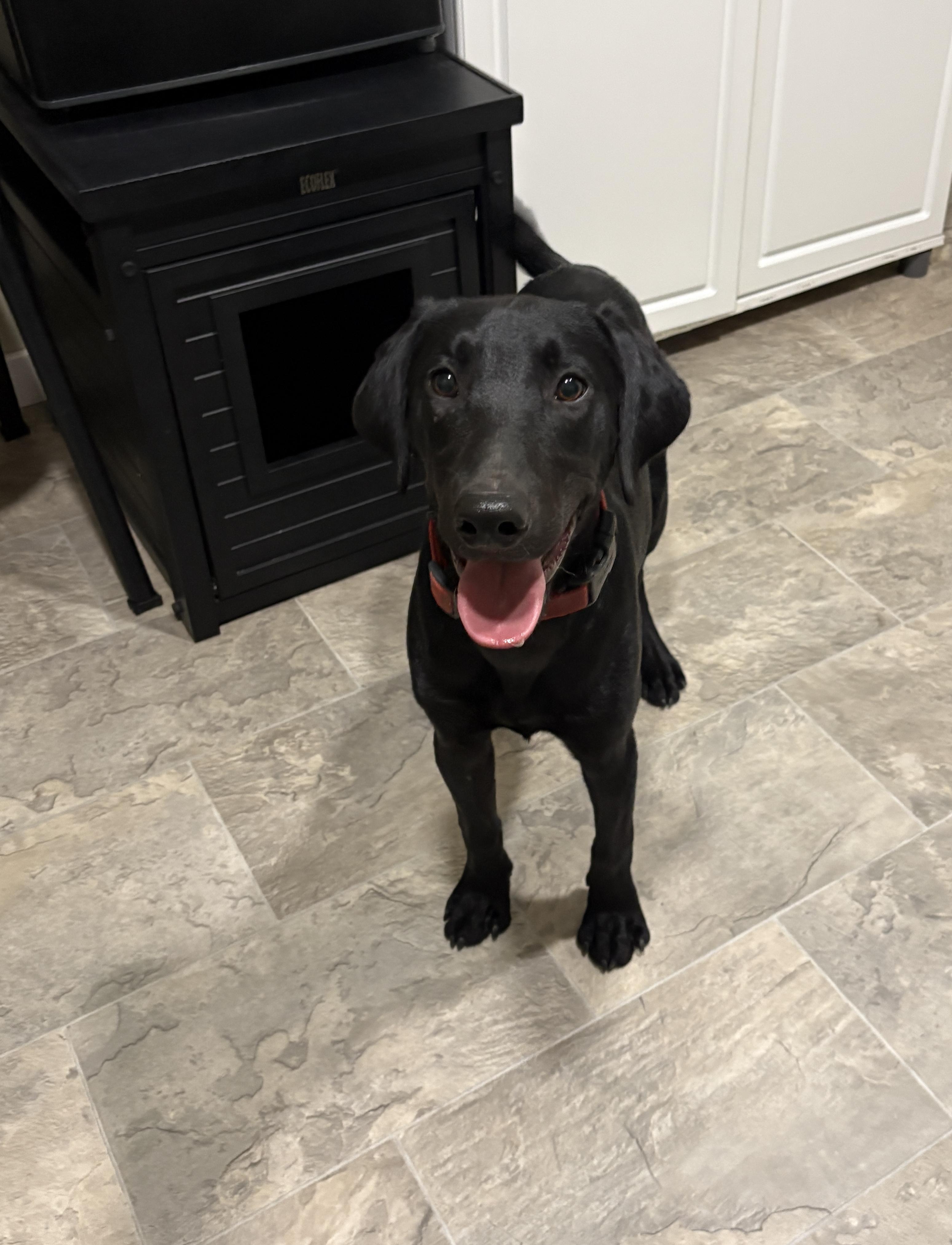 Enlarge Will, a Adopted mixed breed in Grant, NE image 2/6
