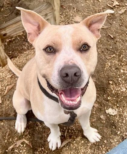 Drew, an adopted Mixed Breed in Georgetown, TX image 2/2