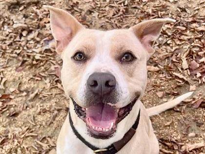 Drew, adopted, Adult Male Mixed Breed.
