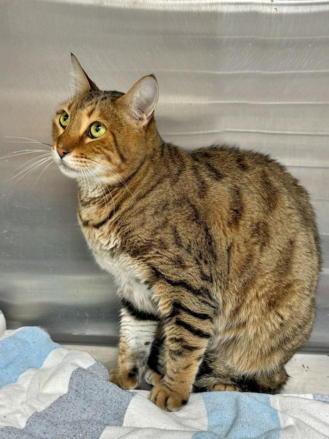 Enlarge Ozzy, an adoptable mixed breed in E Falmouth, MA image 2/4