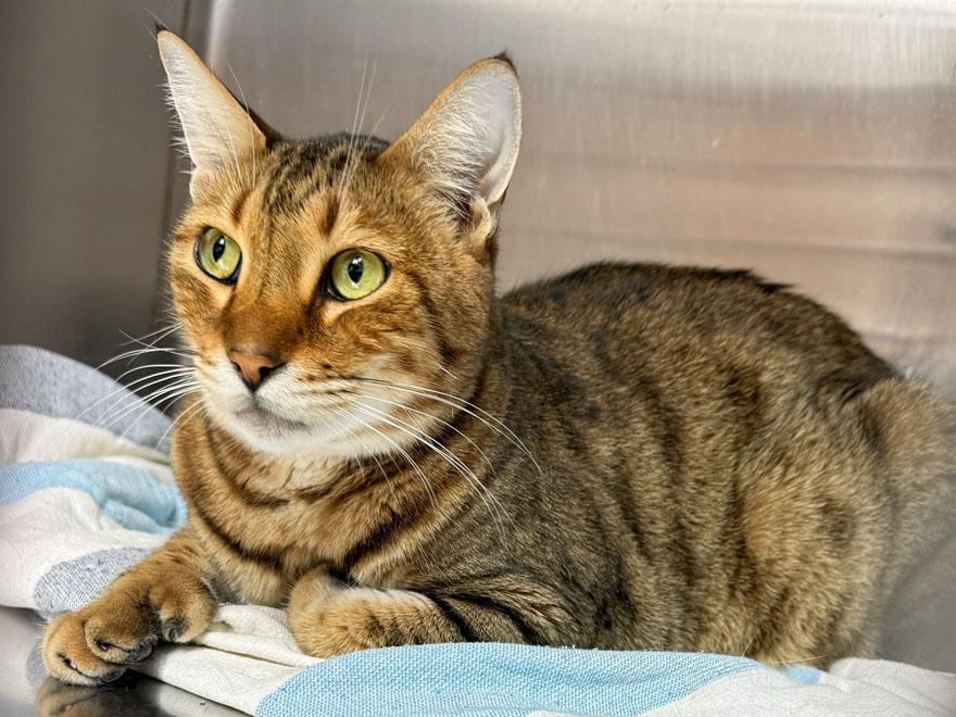 Enlarge Ozzy, an adoptable mixed breed in E Falmouth, MA image 3/4