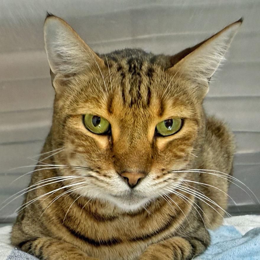 Enlarge Ozzy, an adoptable mixed breed in E Falmouth, MA image 1/4