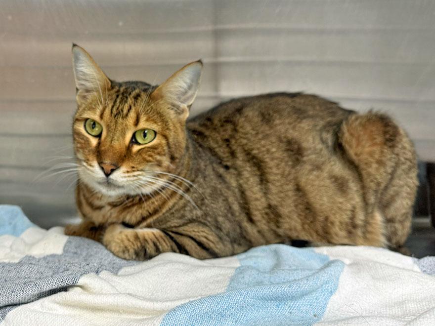 Enlarge Ozzy, an adoptable mixed breed in E Falmouth, MA image 4/4