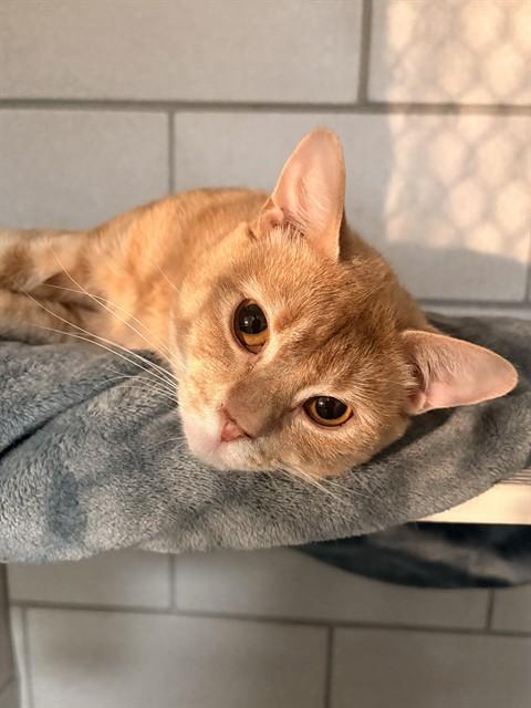 CANILLO, Adoptable, Young Male Domestic Short Hair.