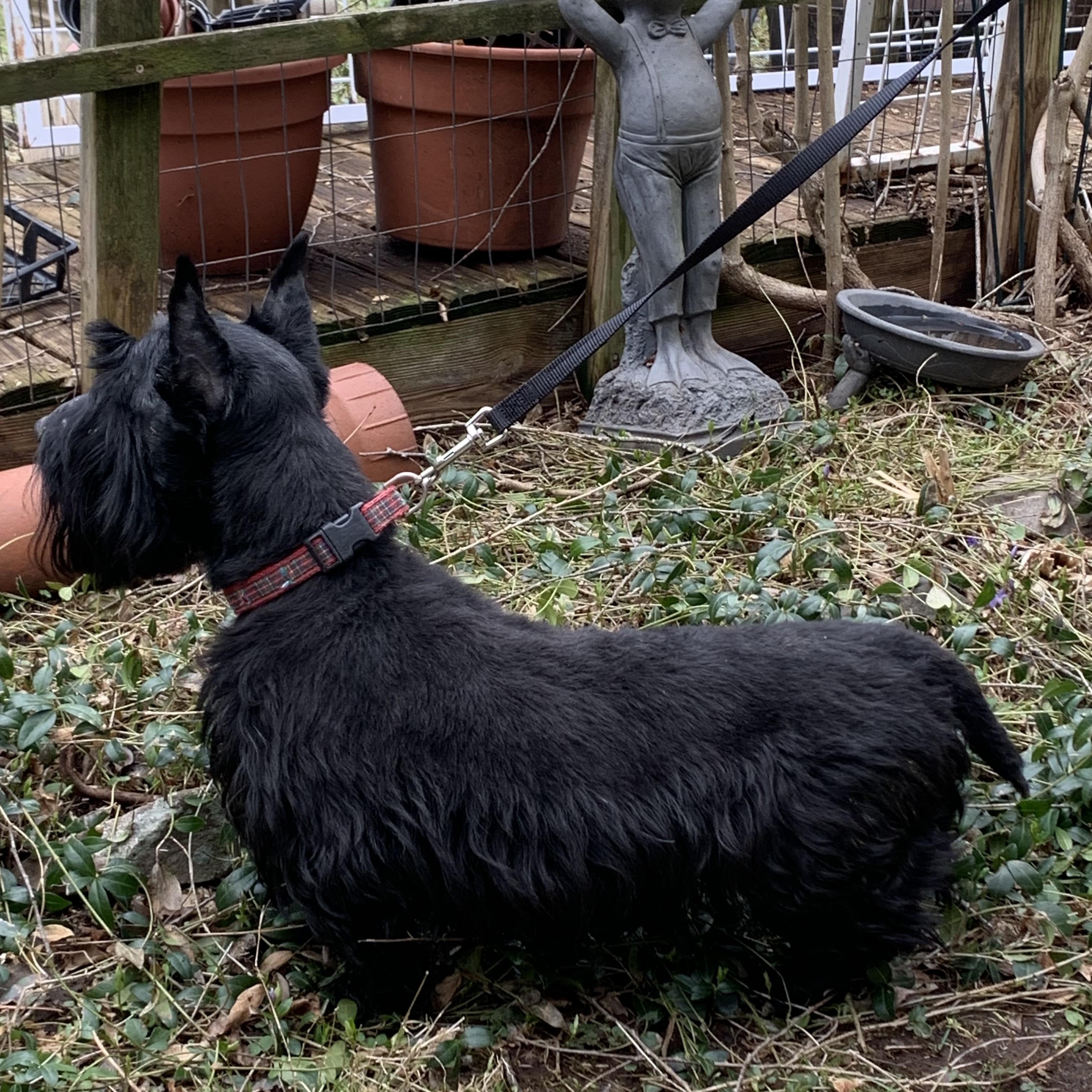 Reggie, Adult Male Scottish Terrier